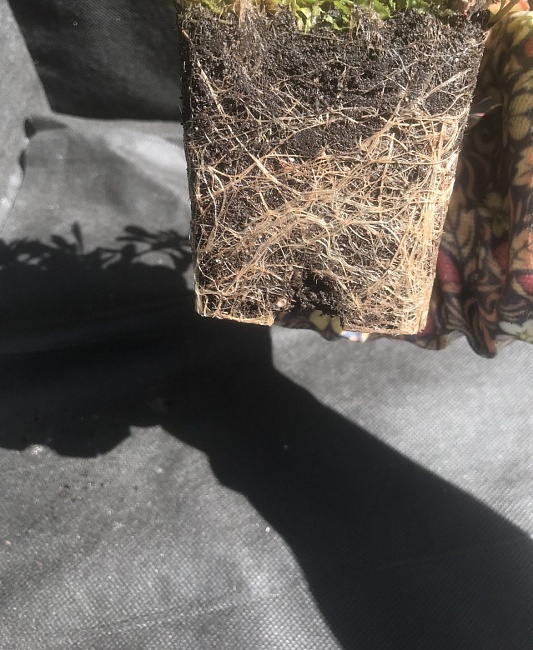 Герань кроваво-красная Стратум 1 шт Р9